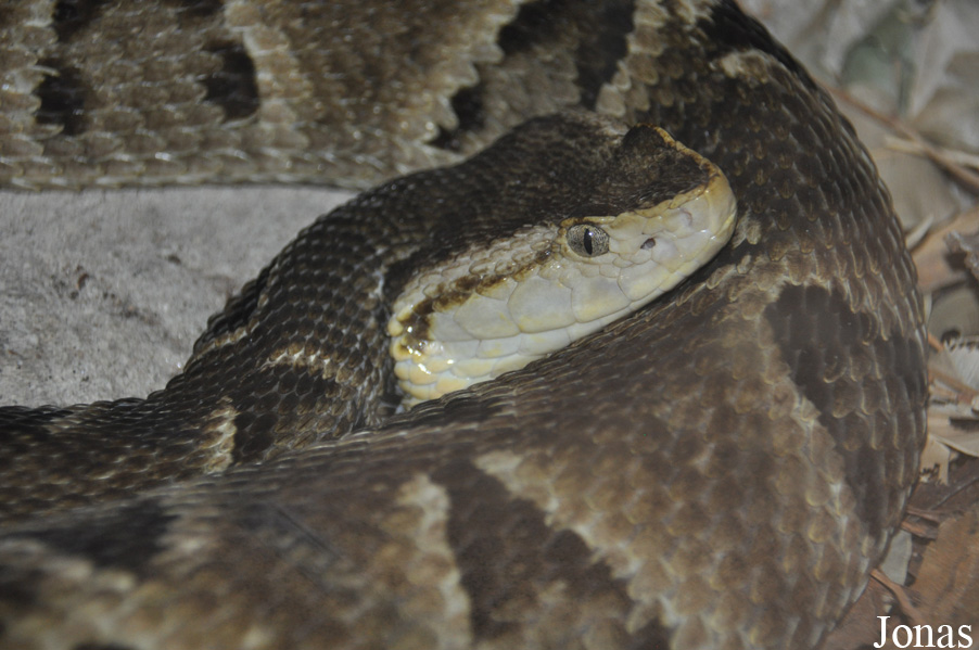Bothrops moojeni