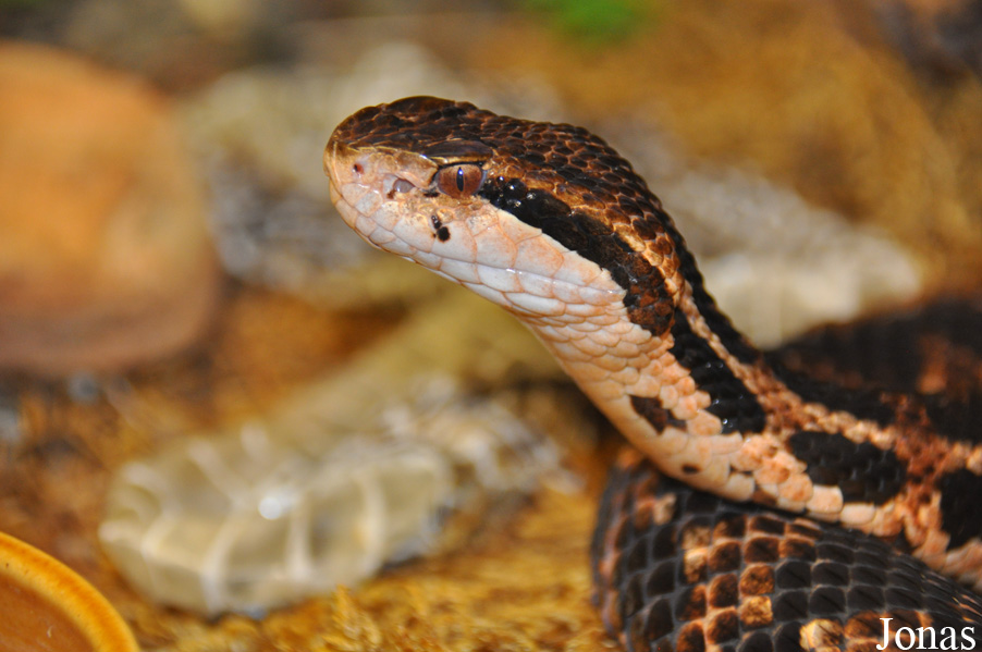 Cerrophidion godmani