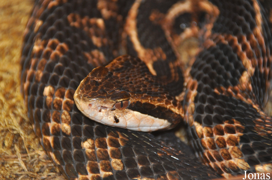 Cerrophidion godmani