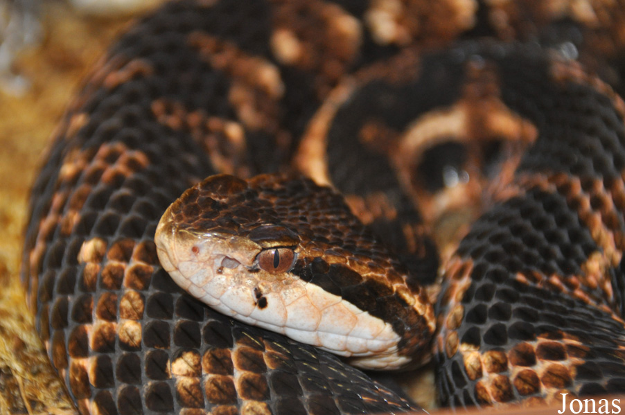 Cerrophidion godmani