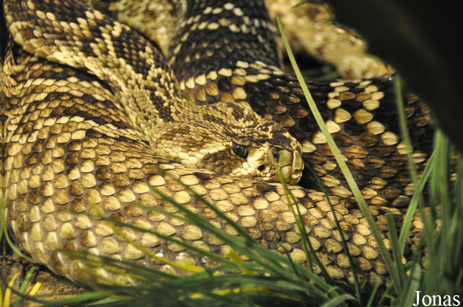 Crotalus adamanteus