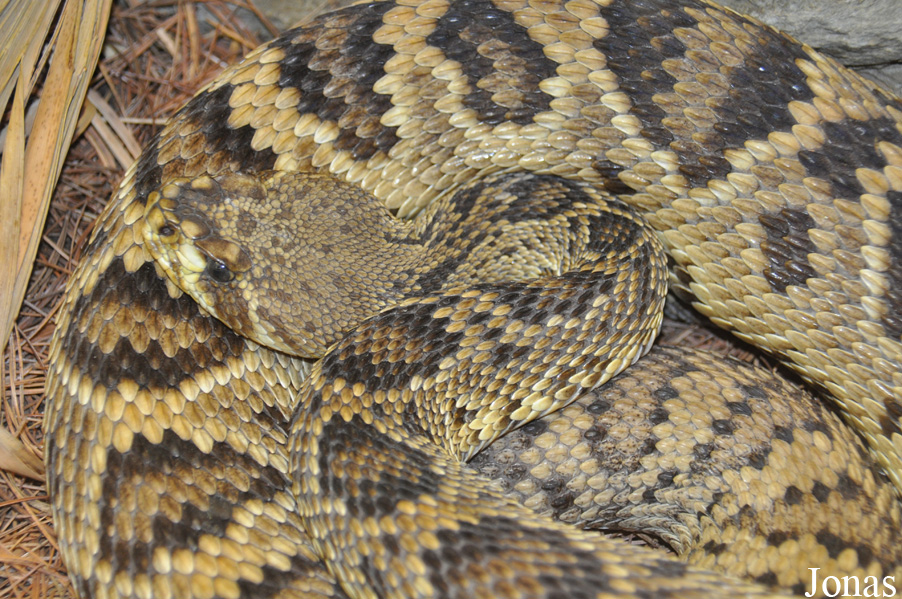 Crotalus adamanteus