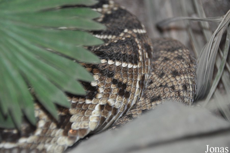 Crotalus adamanteus