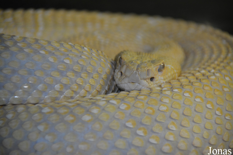 Crotalus atrox