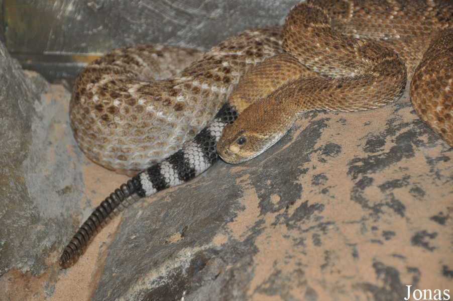 Crotalus atrox