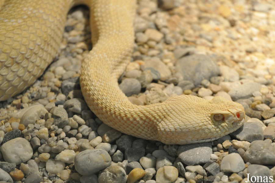 Crotalus atrox
