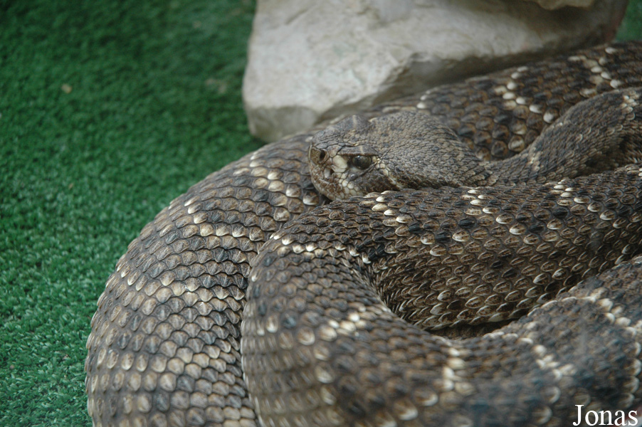 Crotalus atrox