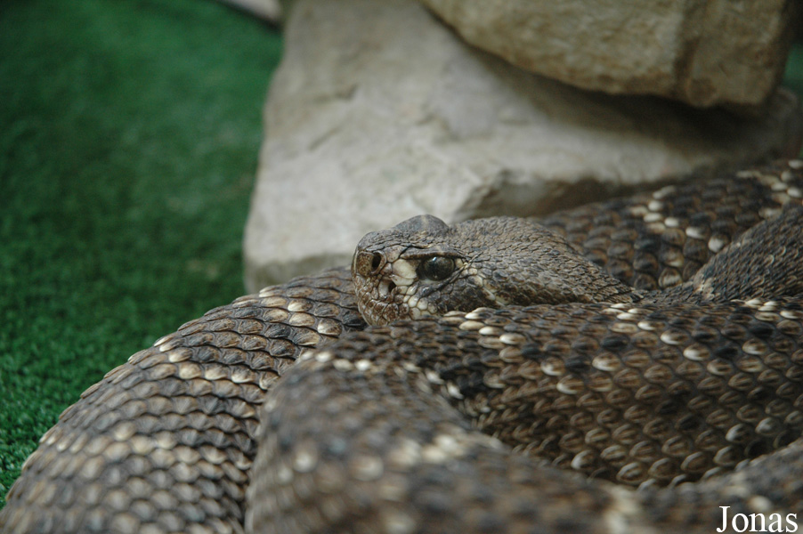 Crotalus atrox