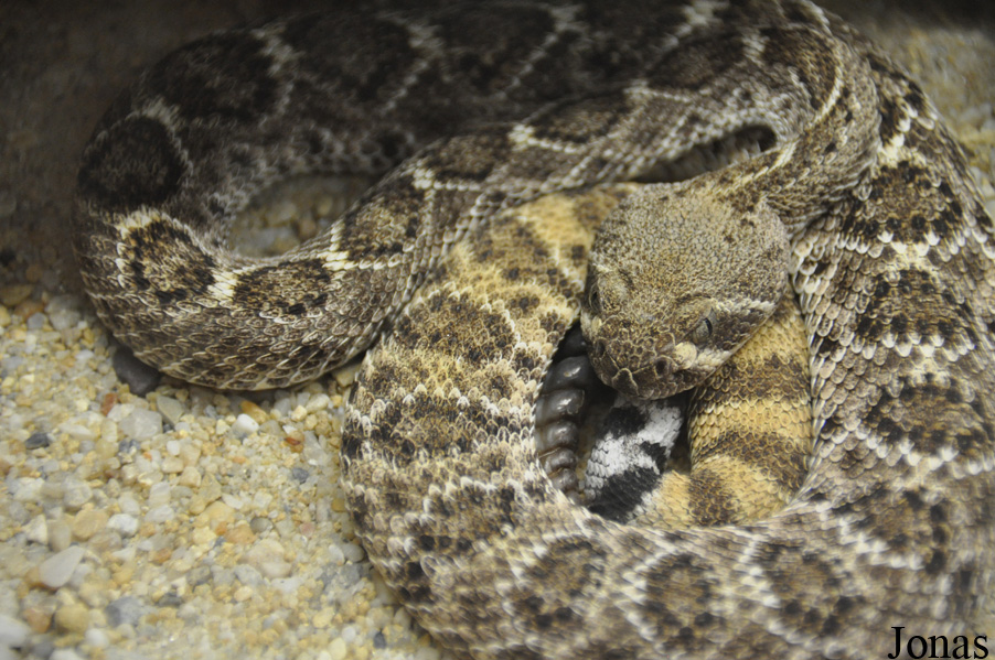 Crotalus atrox