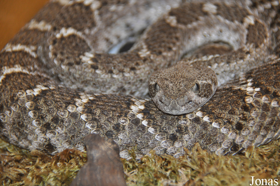 Crotalus atrox