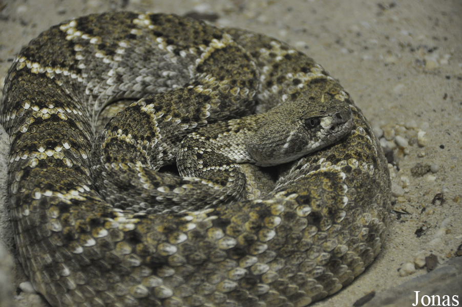 Crotalus atrox