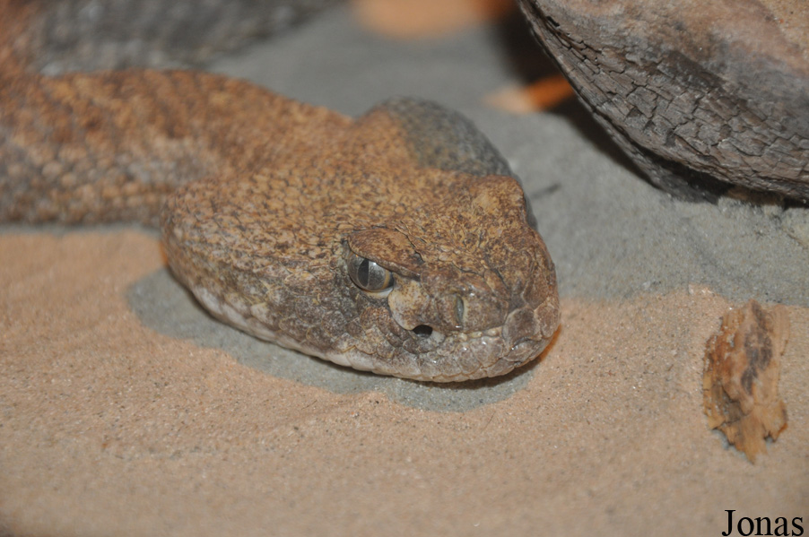 Crotalus atrox