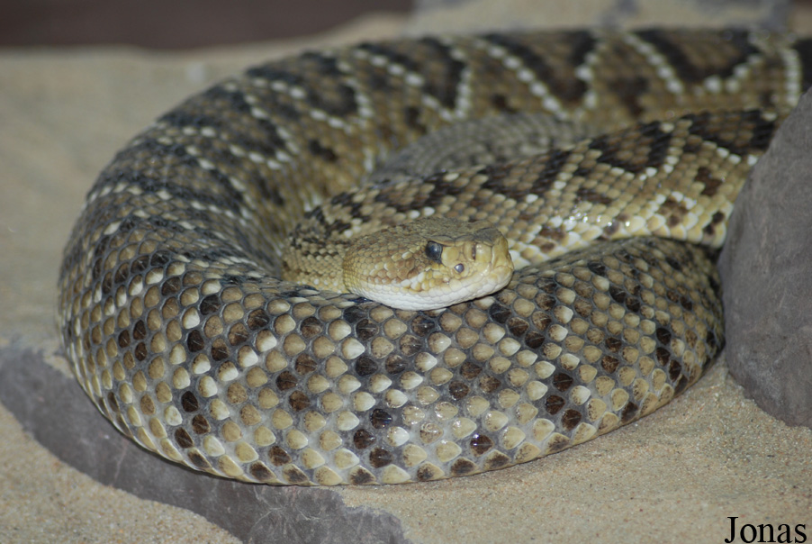 Crotalus basiliscus
