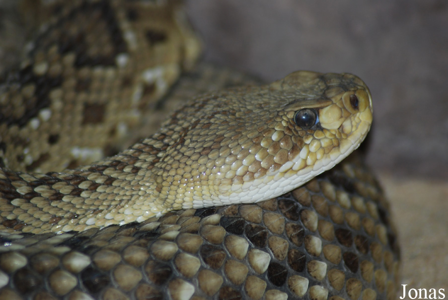 Crotalus basiliscus