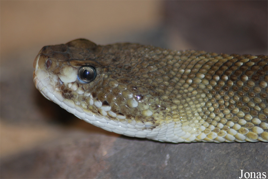 Crotalus basiliscus
