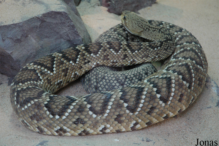Crotalus basiliscus