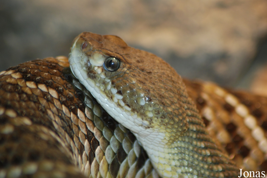Crotalus basiliscus