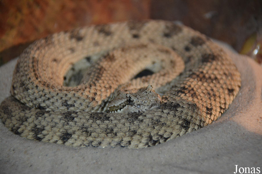 Crotalus cerastes