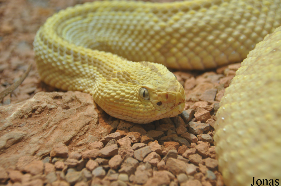 Crotalus durissus