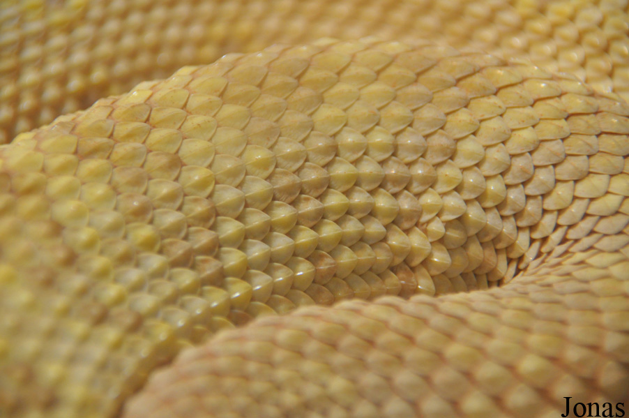 Crotalus durissus