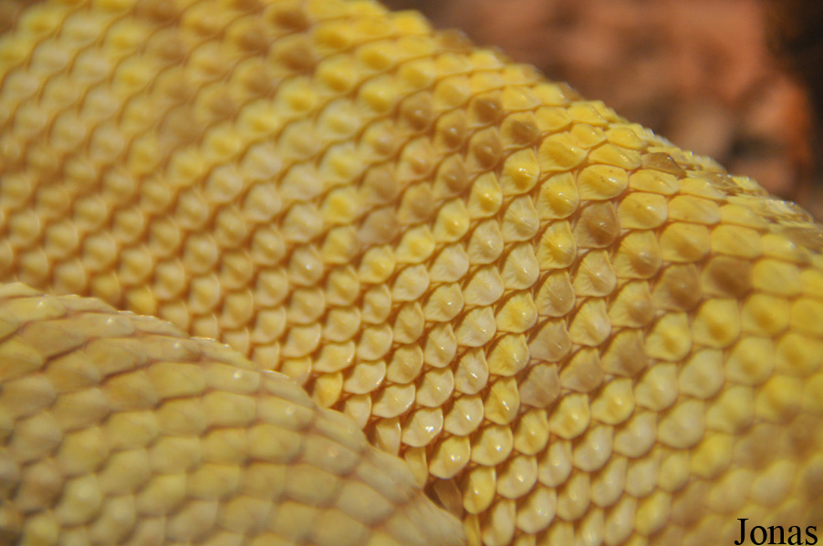 Crotalus durissus