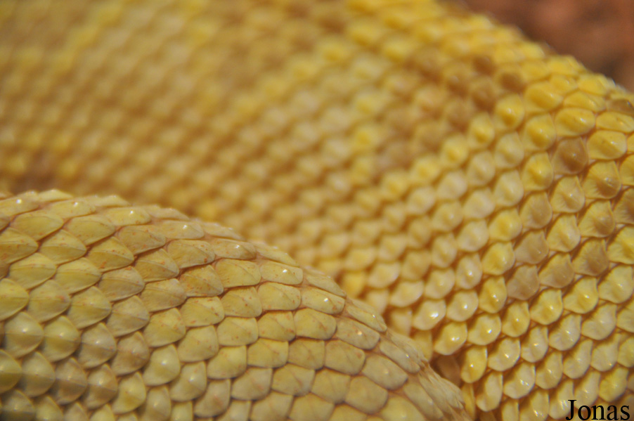 Crotalus durissus