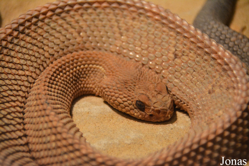 Crotalus durissus unicolor