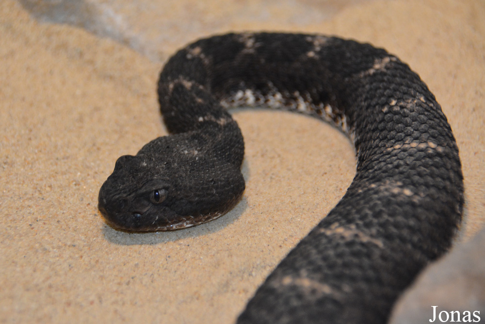 Crotalus oreganus cerberus