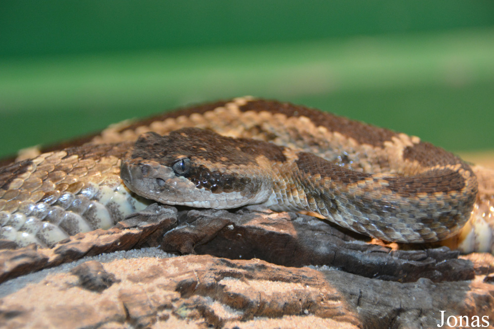 Crotalus oreganus oreganus