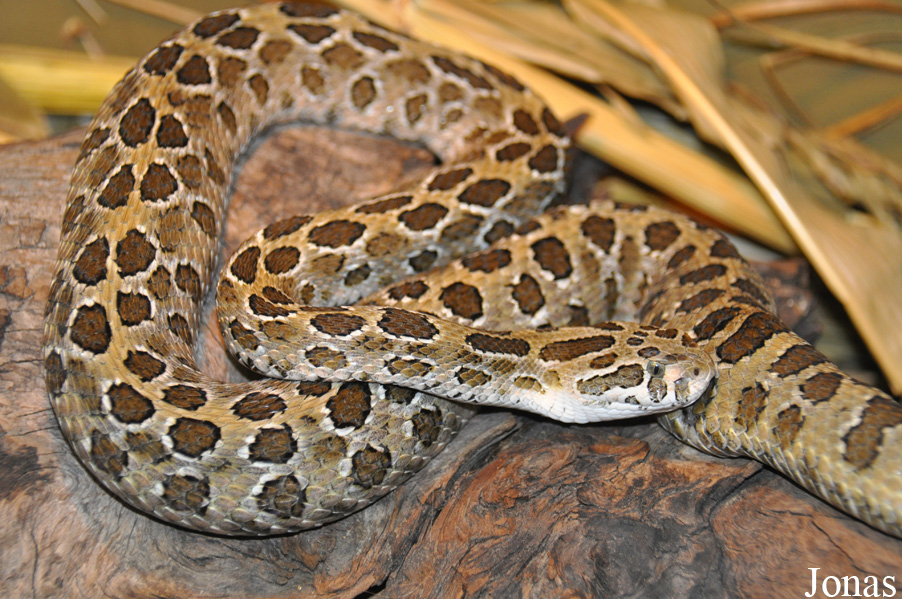 Crotalus polystictus
