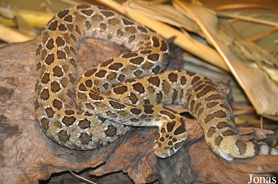 Crotalus polystictus