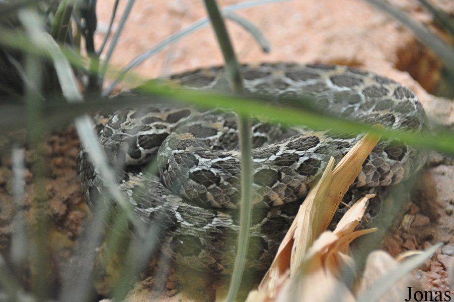 Crotalus polystictus