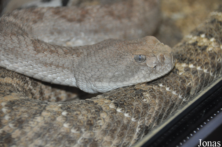 Crotalus scutulatus