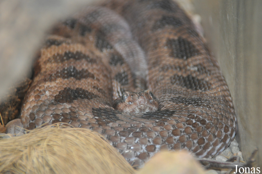 Crotalus scutulatus salvini