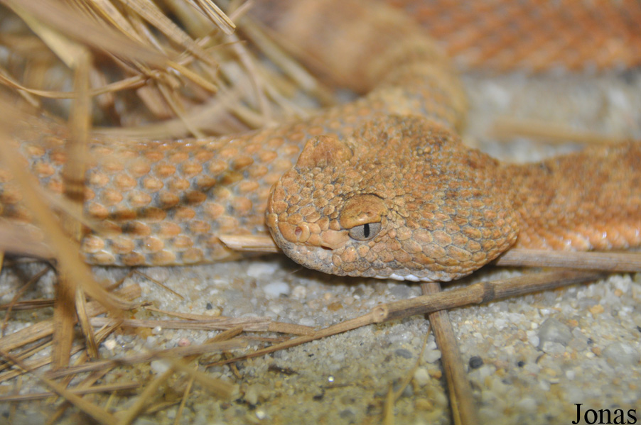 Crotalus stephensi