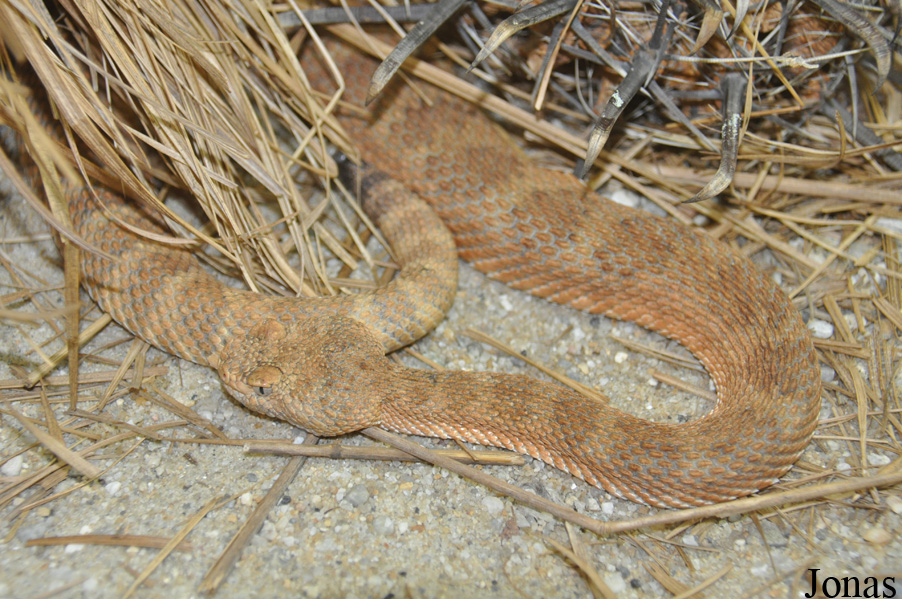 Crotalus stephensi