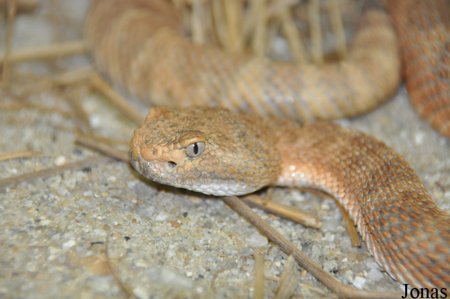 Crotalus stephensi