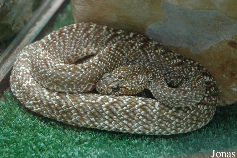 Crotalus vegrandis
