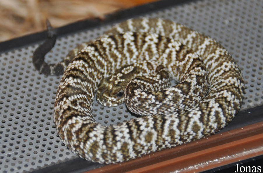 Crotalus vegrandis
