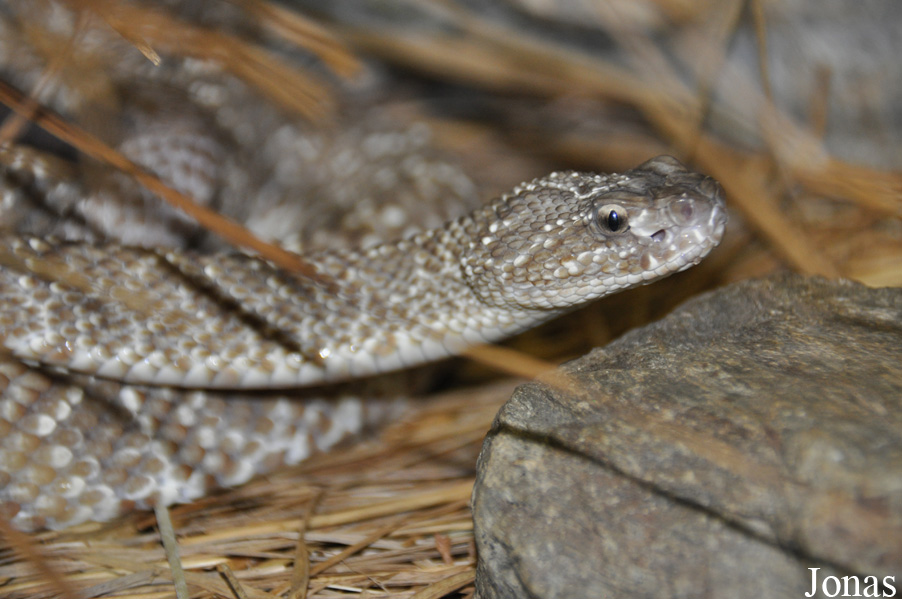Crotalus vegrandis
