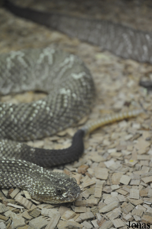 Crotalus vegrandis