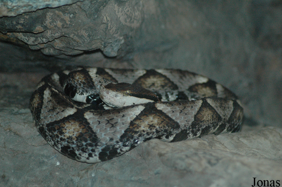 Deinagkistrodon acutus
