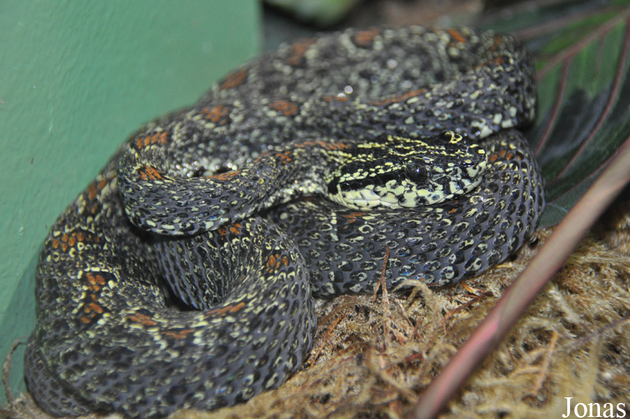 Protobothrops jerdonii