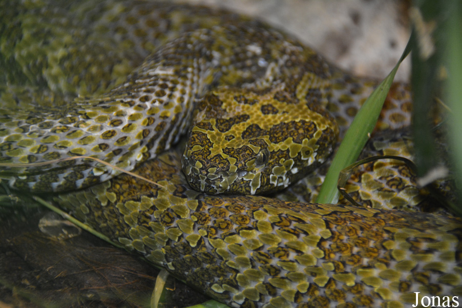 Protobothrops mangshanensis