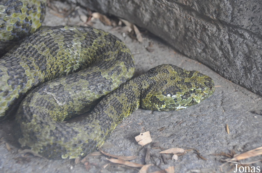 Protobothrops mangshanensis