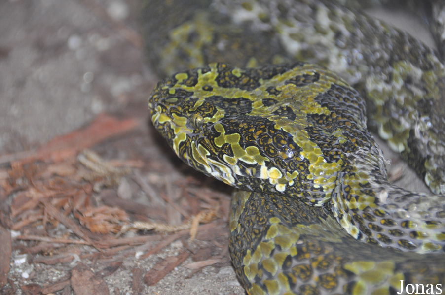 Protobothrops mangshanensis