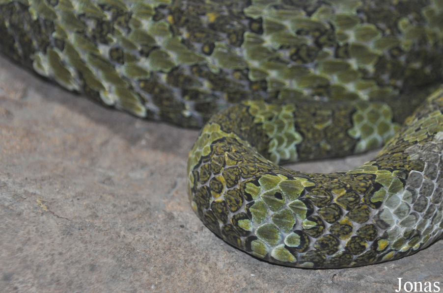 Protobothrops mangshanensis
