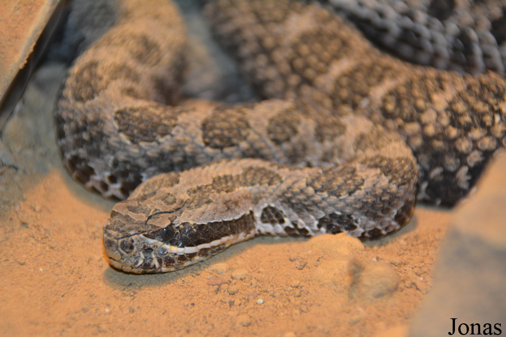 Sistrurus catenatus edwardsi