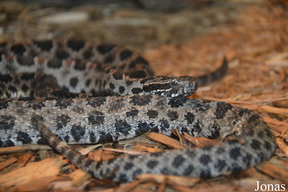 Sistrurus miliarius barbouri