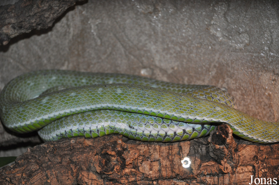 Trimeresurus hageni